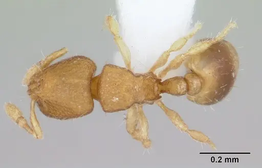 Carebara rara specimen