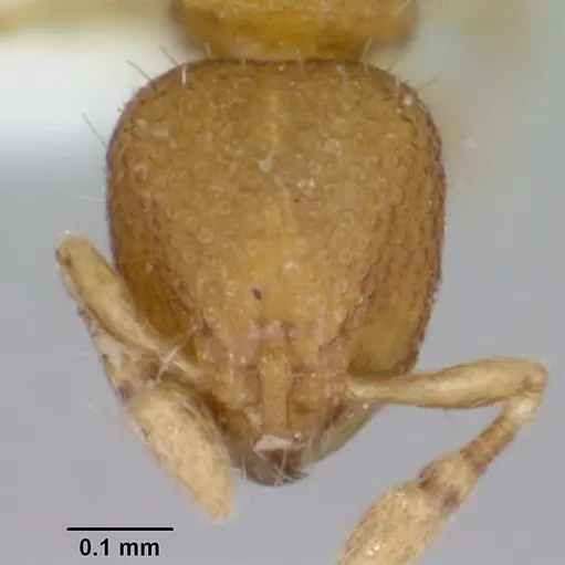 Carebara rara specimen