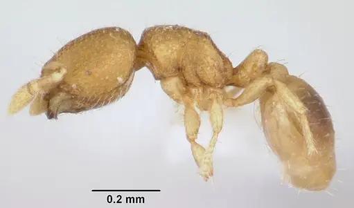 Carebara rara specimen