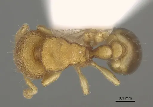 Carebara rara - CASENT0217141