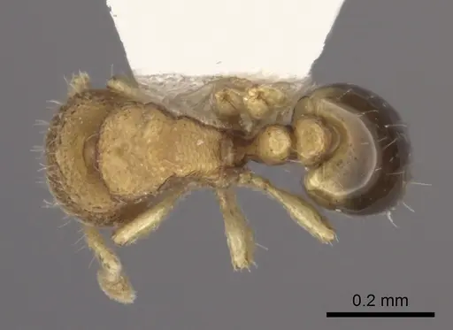 Carebara rara - CASENT0217141