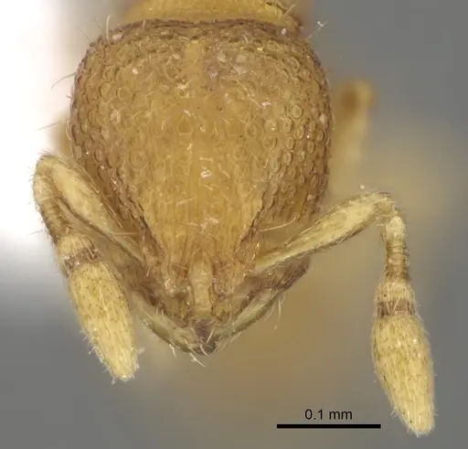 Carebara rara - CASENT0217141