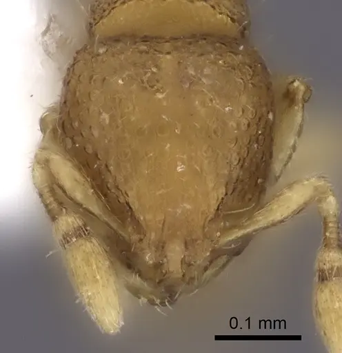 Carebara rara - CASENT0217141