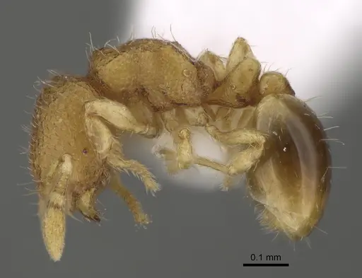 Carebara rara - CASENT0217141