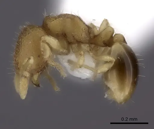 Carebara rara - CASENT0217141