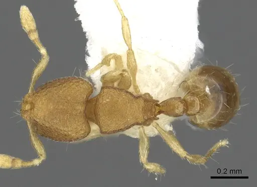 Carebara rara - CASENT0902372