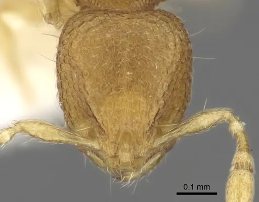 Carebara rara - CASENT0902372