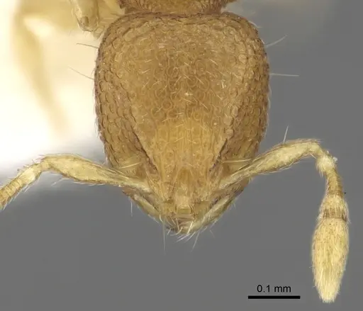 Carebara rara - CASENT0902372