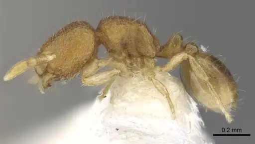 Carebara rara - CASENT0902372