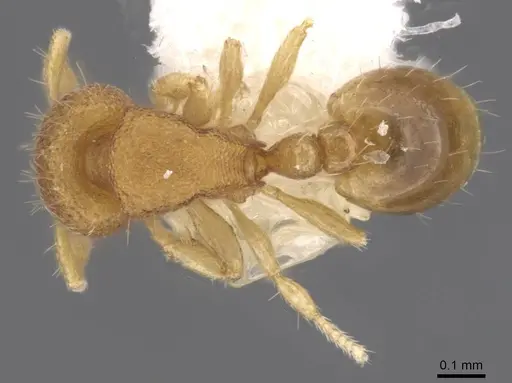 Carebara rara - CASENT0911214