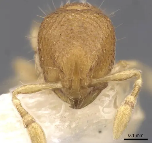 Carebara rara - CASENT0911214