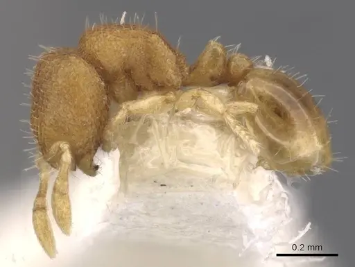 Carebara rara - CASENT0911214