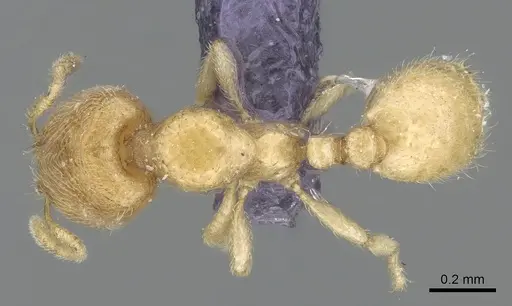 Carebara rectangulata specimen