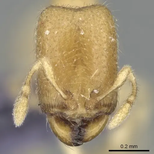 Carebara rectangulata specimen