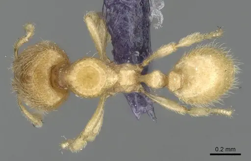 Carebara rectangulata - CASENT0906098