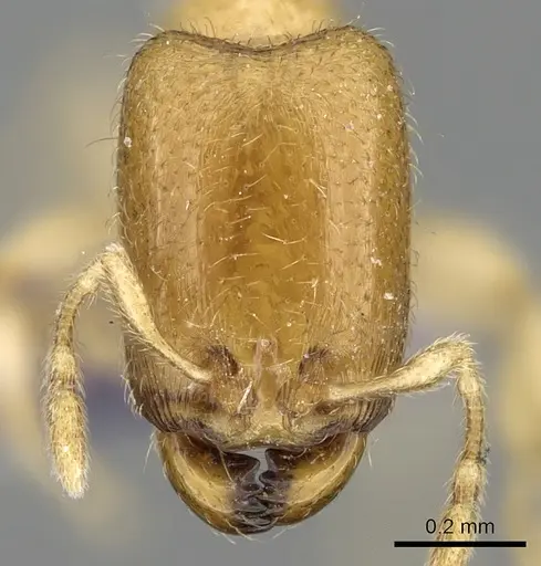 Carebara rectangulata - CASENT0906098