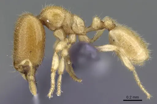 Carebara rectangulata - CASENT0906098