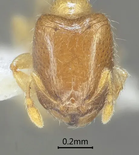 Carebara rectidorsa specimen