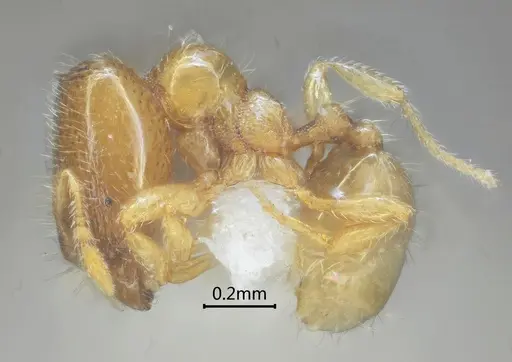 Carebara rectidorsa specimen