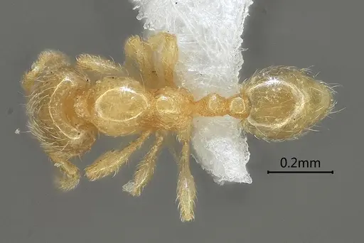 Carebara rectidorsa - ANTWEB1060561