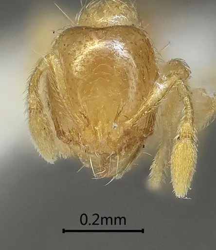 Carebara rectidorsa - ANTWEB1060561