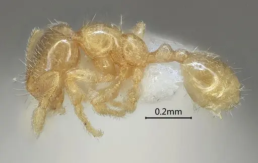 Carebara rectidorsa - ANTWEB1060561