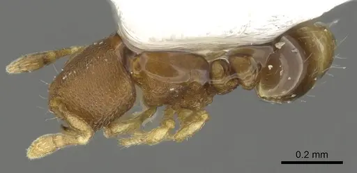 Carebara reina specimen