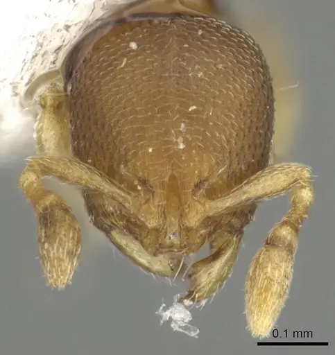 Carebara reina specimen