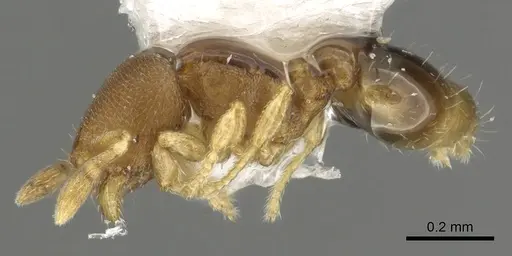 Carebara reina specimen