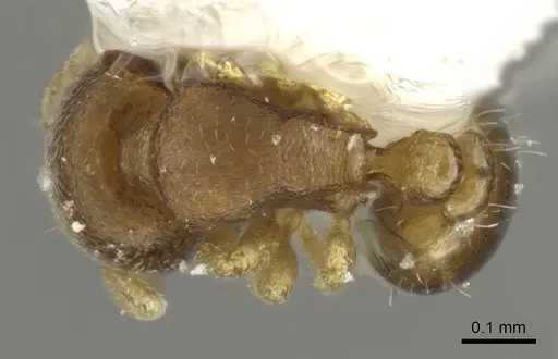 Carebara reina - CASENT0902395