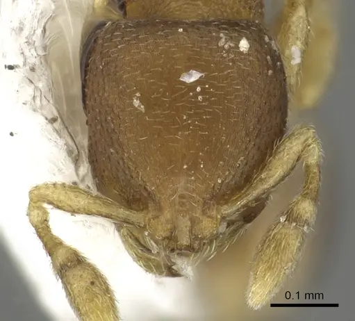 Carebara reina - CASENT0902395