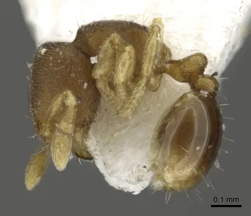 Carebara reina - CASENT0902395