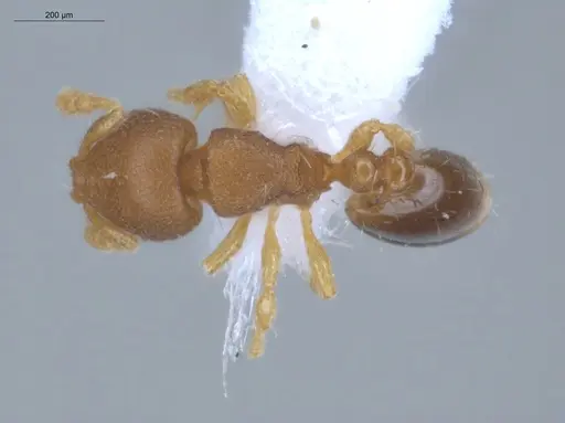 Carebara reina - ECOFOG-IT14-0802-77