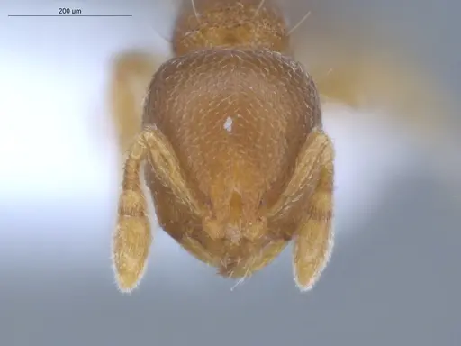 Carebara reina - ECOFOG-IT14-0802-77