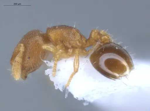 Carebara reina - ECOFOG-IT14-0802-77