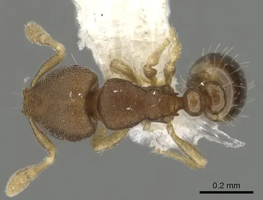 Carebara reina - INBIOCRI002279067