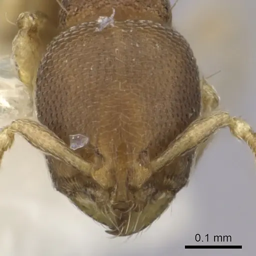 Carebara reina - INBIOCRI002279067