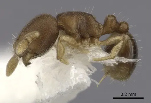 Carebara reina - INBIOCRI002279067