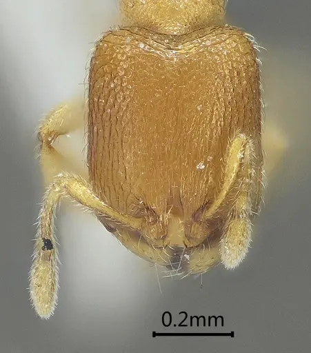 Carebara reticapita specimen
