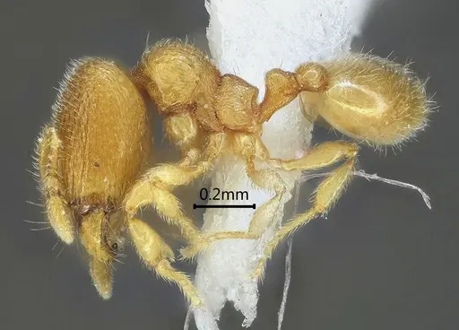 Carebara reticapita specimen