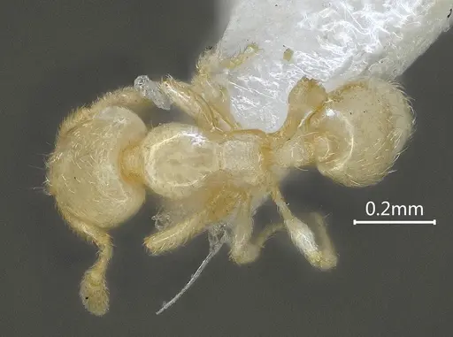 Carebara reticapita - ANTWEB1060563