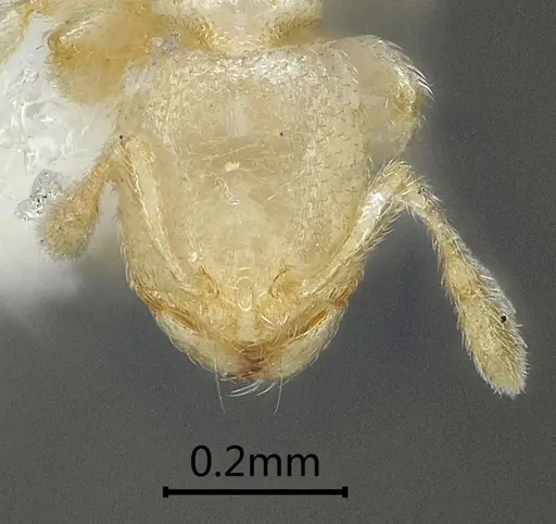 Carebara reticapita - ANTWEB1060563