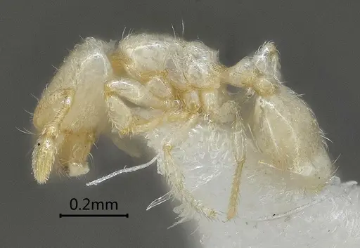 Carebara reticapita - ANTWEB1060563