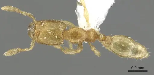 Carebara reticulata specimen