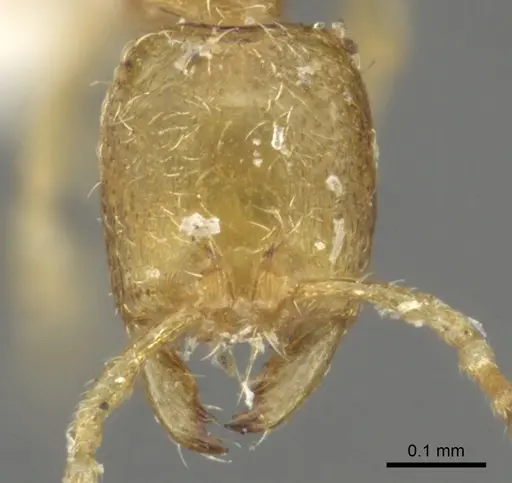 Carebara reticulata specimen