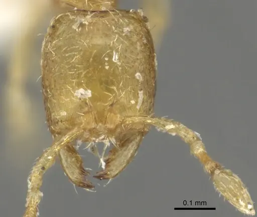 Carebara reticulata specimen