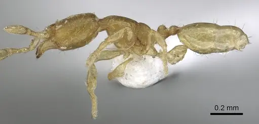 Carebara reticulata - CASENT0902399