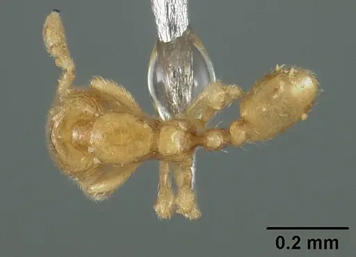 Carebara reticulata - USNMENT00447122