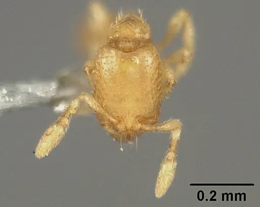 Carebara reticulata - USNMENT00447122