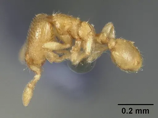 Carebara reticulata - USNMENT00447122